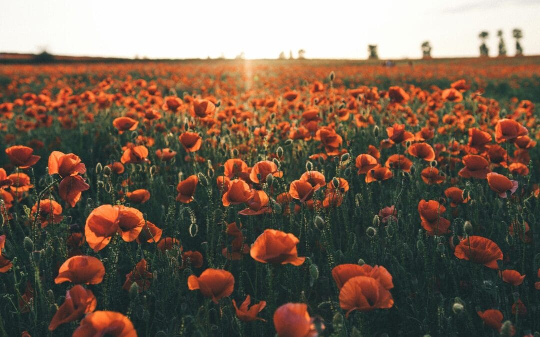 80th anniversary of VE Day