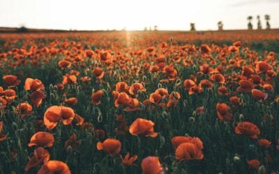 80th anniversary of VE Day